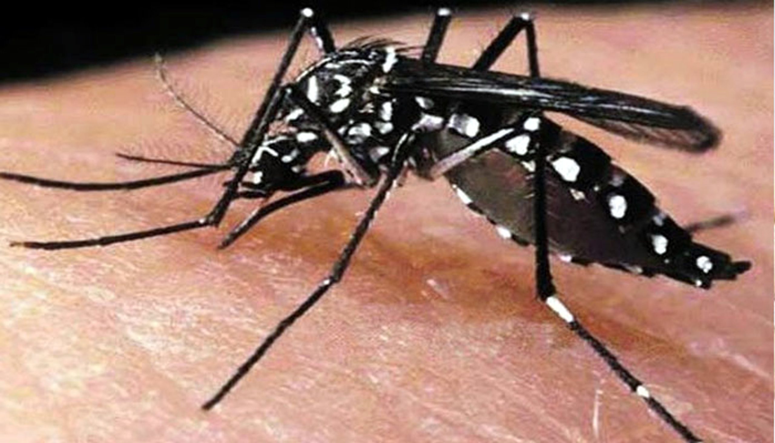 আক্কেলপুর অটোর দখলে হারাচ্ছে প্যাডেল রিকশার ঐতিহ্য