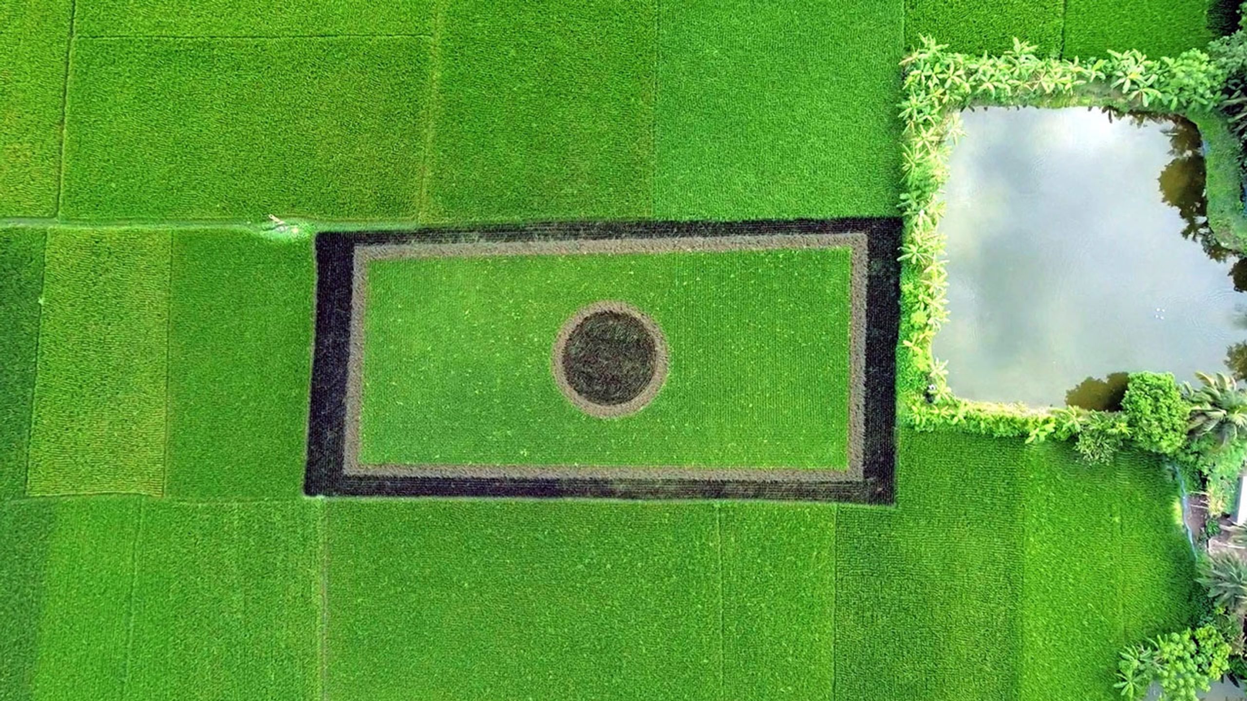 Young Natore farmer draws national flag with rice plants