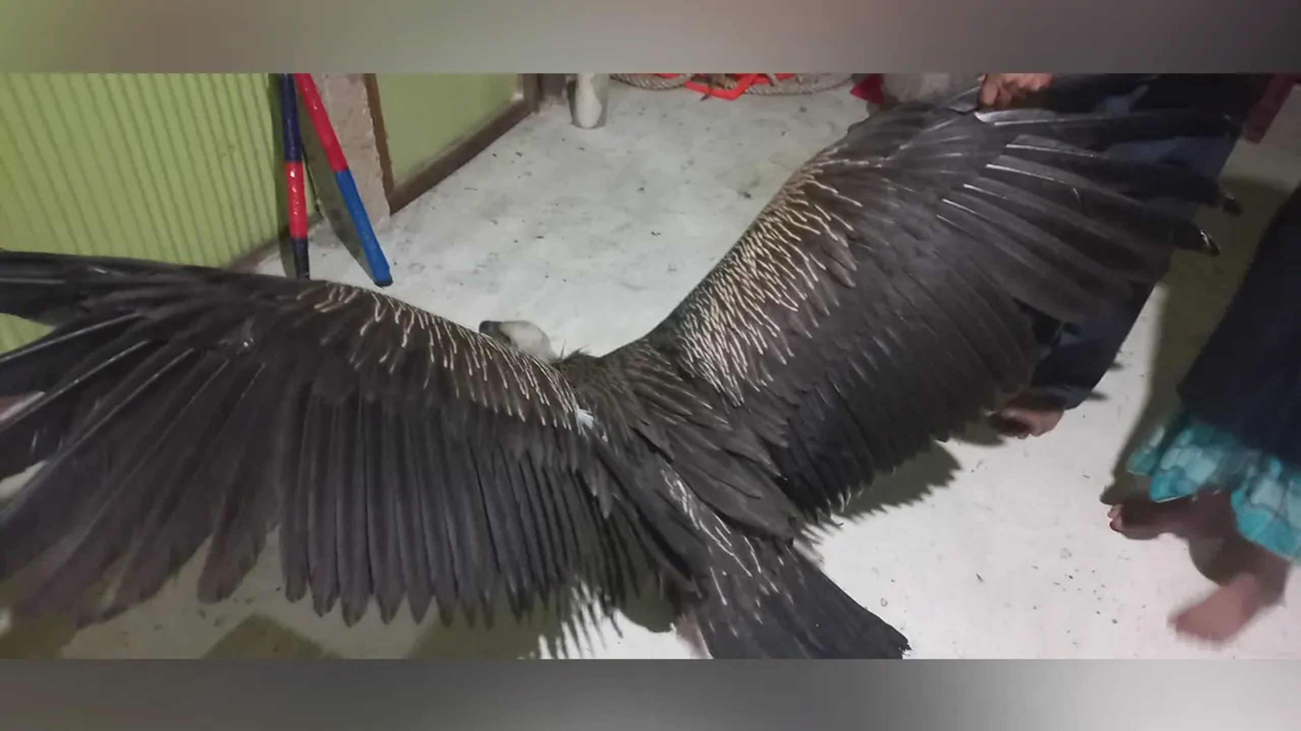 Exhausted Himalayan vulture falls from sky in Chattogram