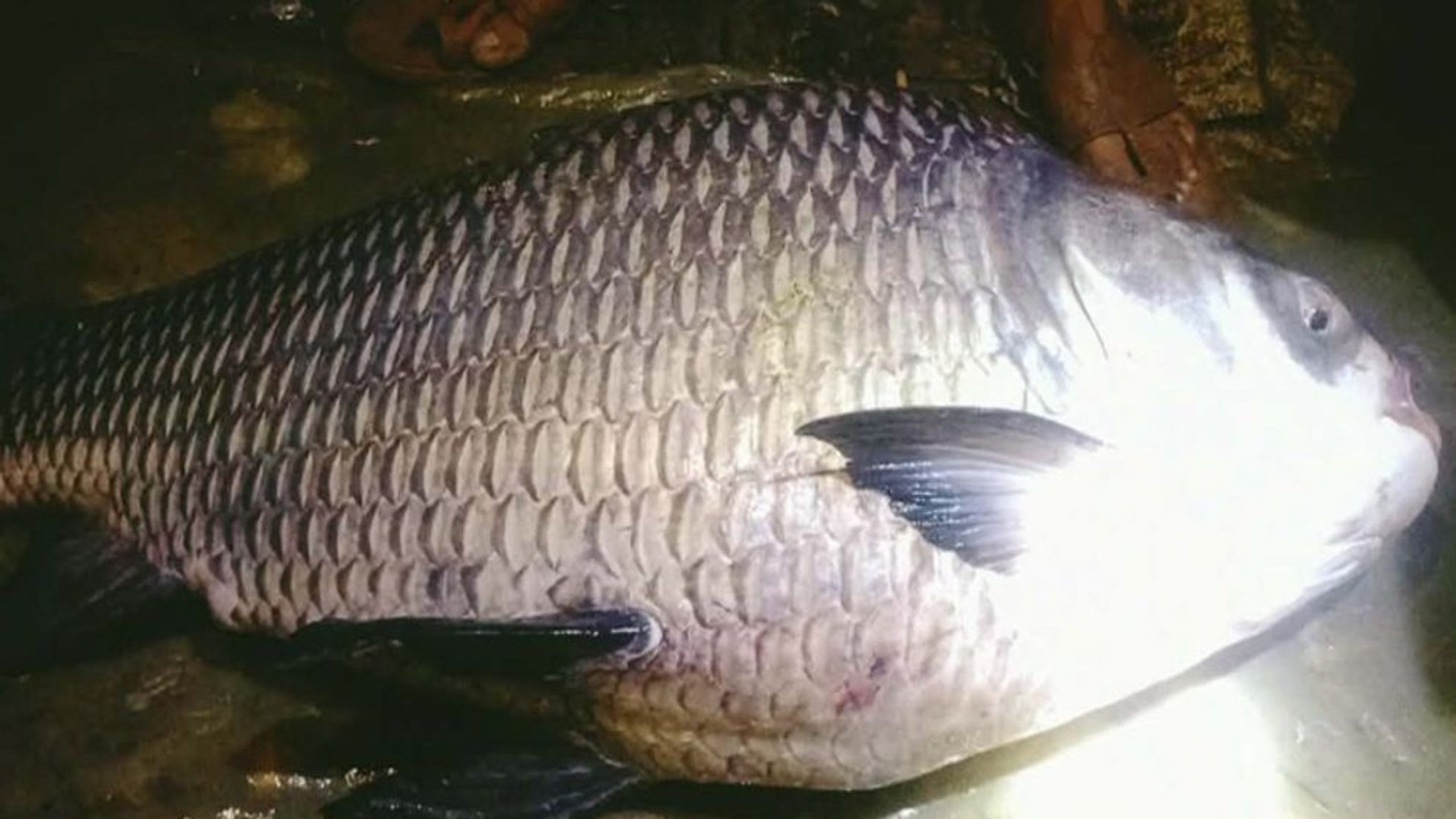 Fisherman in Kaptai nets 23-kg catla fish