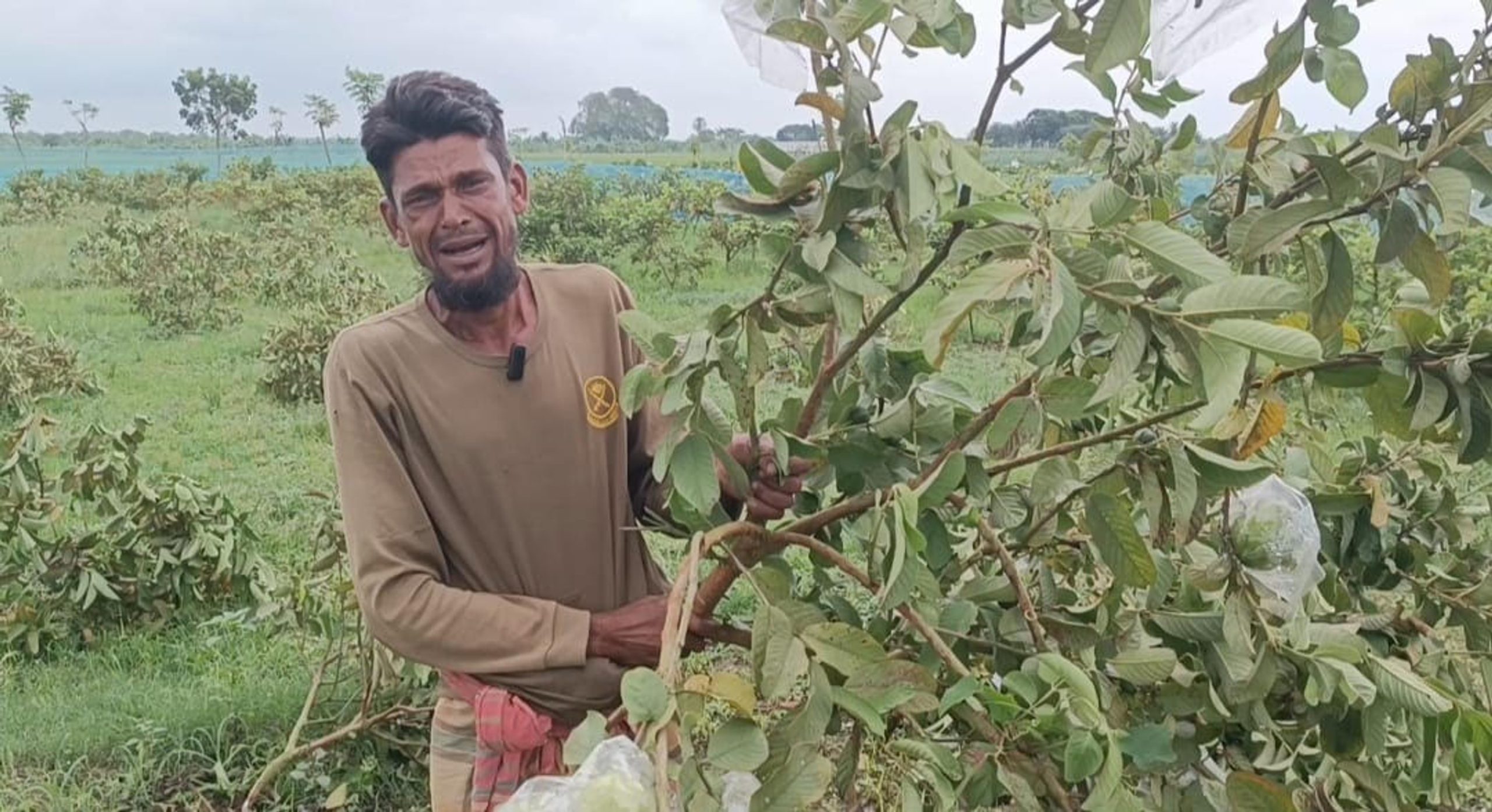 Vandals cut down 300 guava trees in Chuadanga's Jibannagar