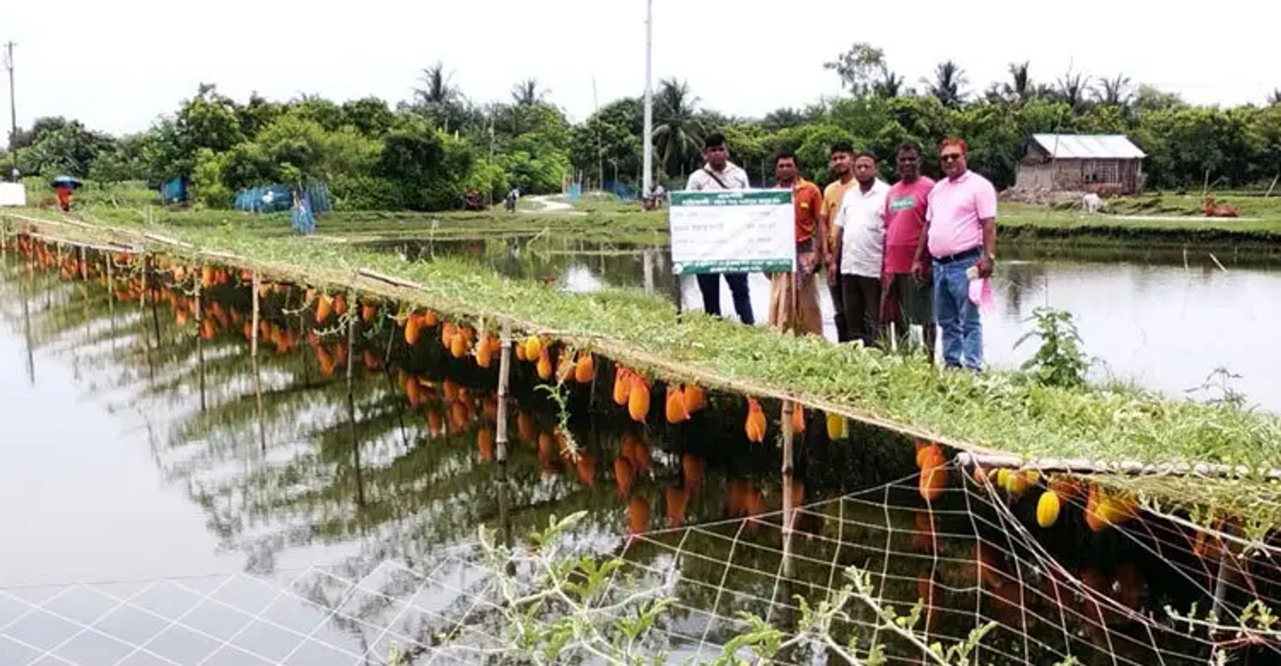 Farmers in Satkhira's Debhata turn fish enclosure embankments into watermelon plots