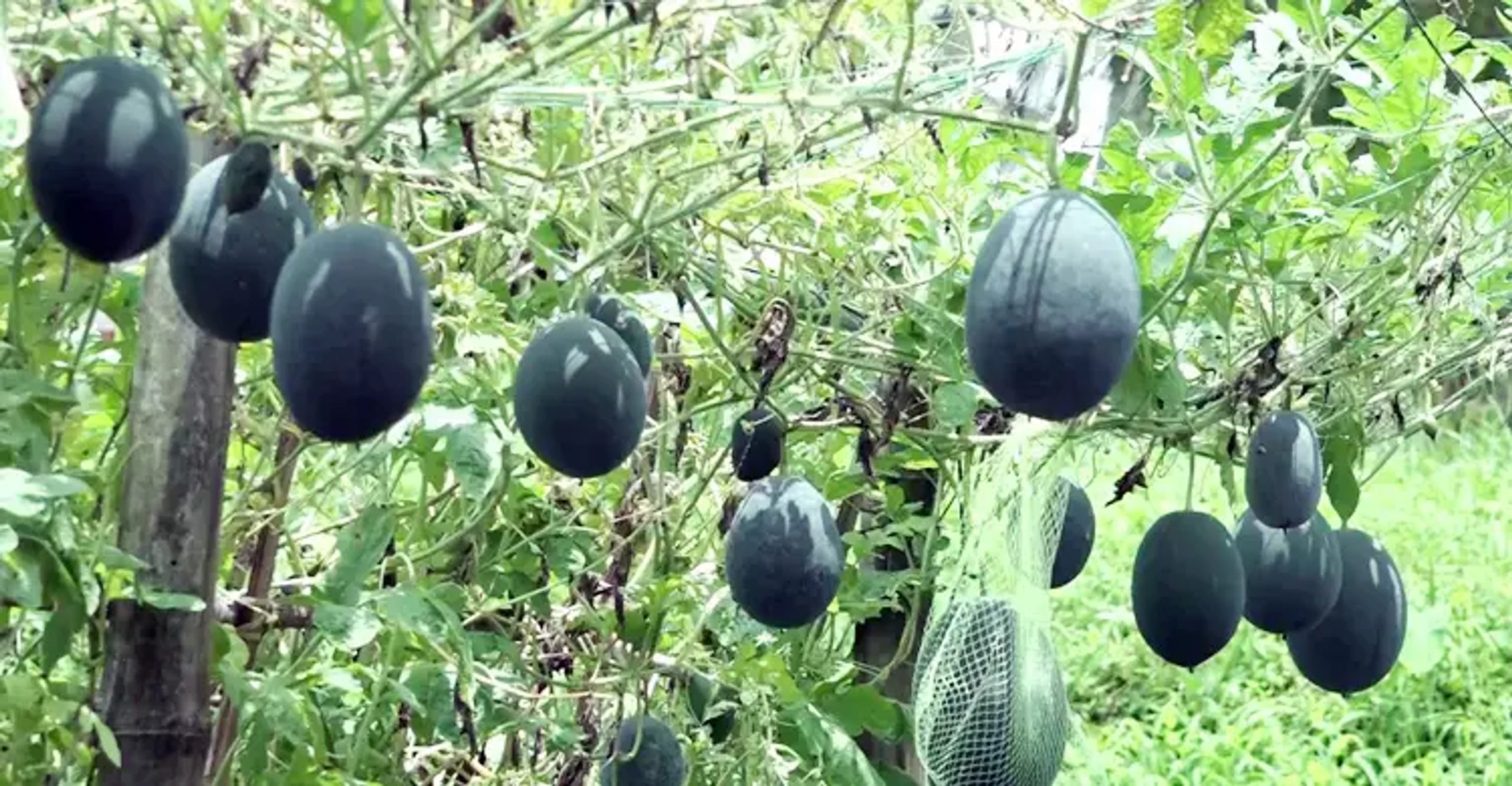 Khulna farmer turns fortunes around with off-season watermelon