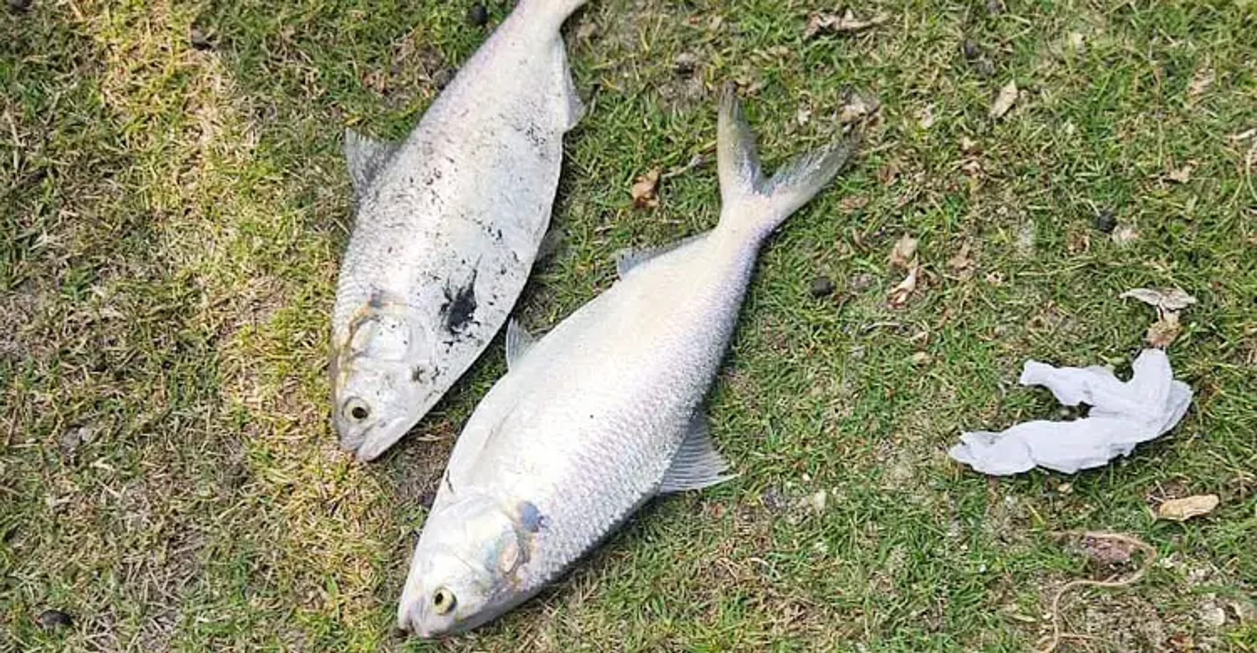 Hilsa fish found in government pond in Khulna's Paikgachha