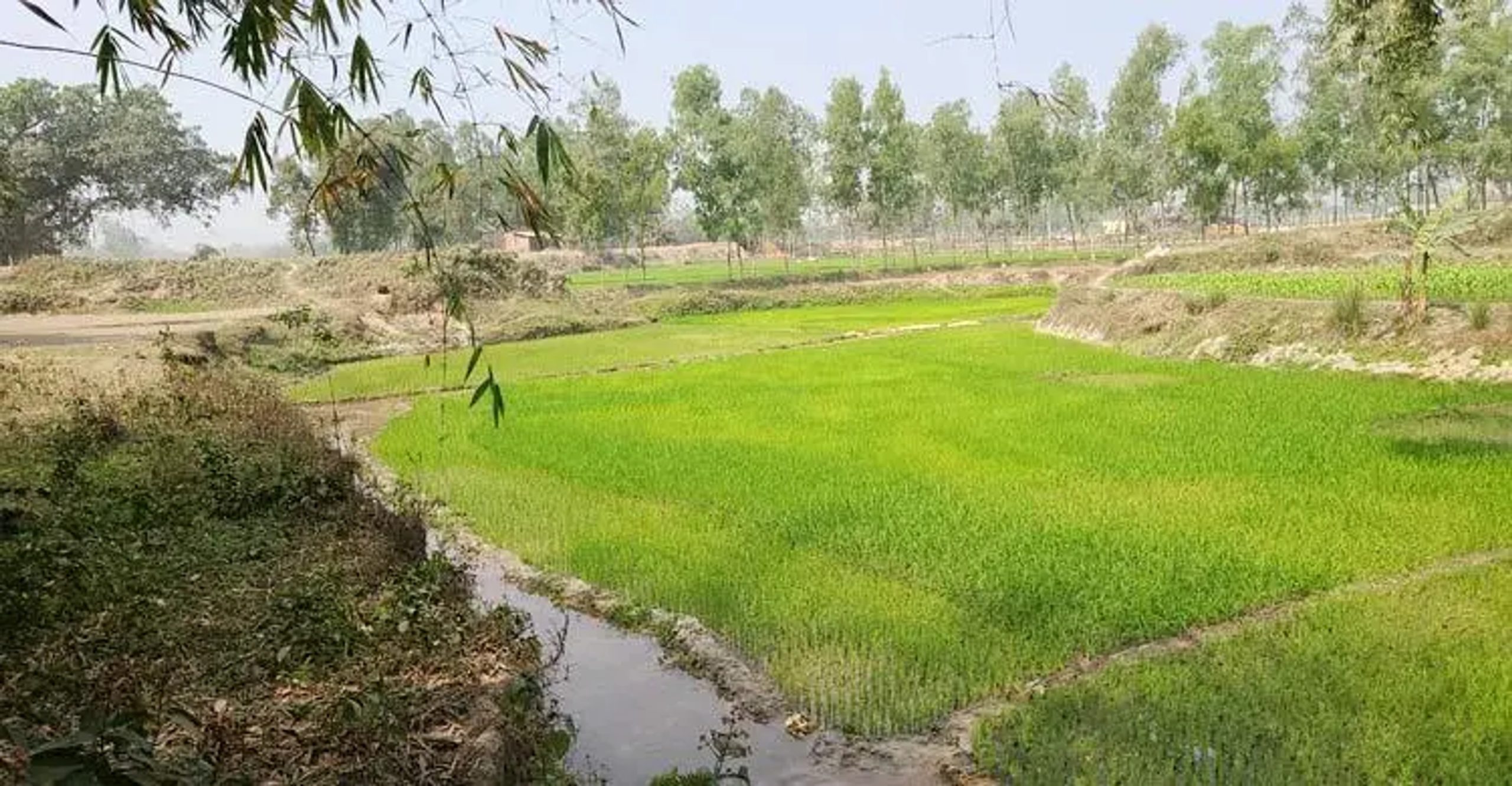 Patheraj river Ziaur Rahman once dug now runs dry in Panchagarh