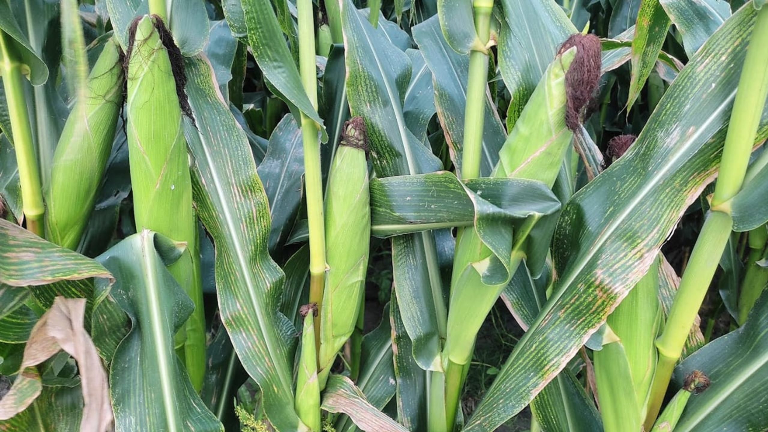 Maize transforms char-land economy in Gaibandha