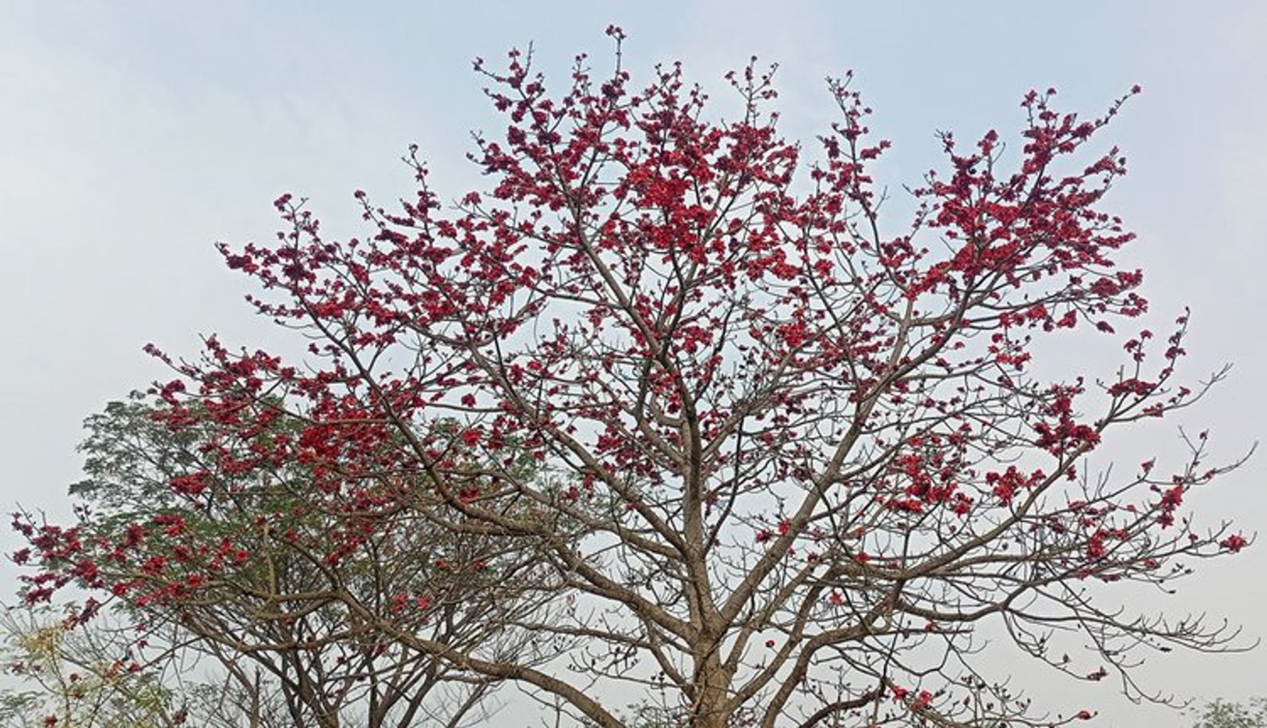 Silk-cotton and palash blooms paint Gangni roads in early spring colors