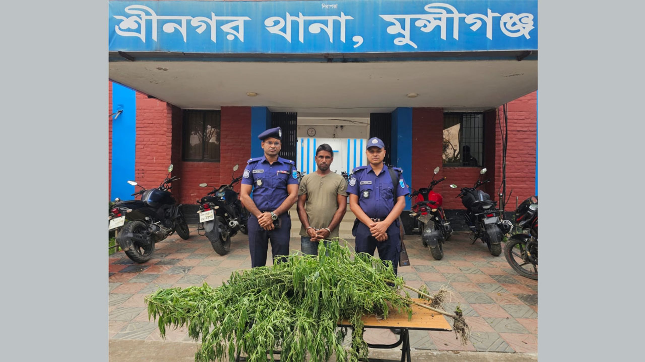 শ্রীনগরে গাঁজা গাছসহ যুবক গ্রেফতার