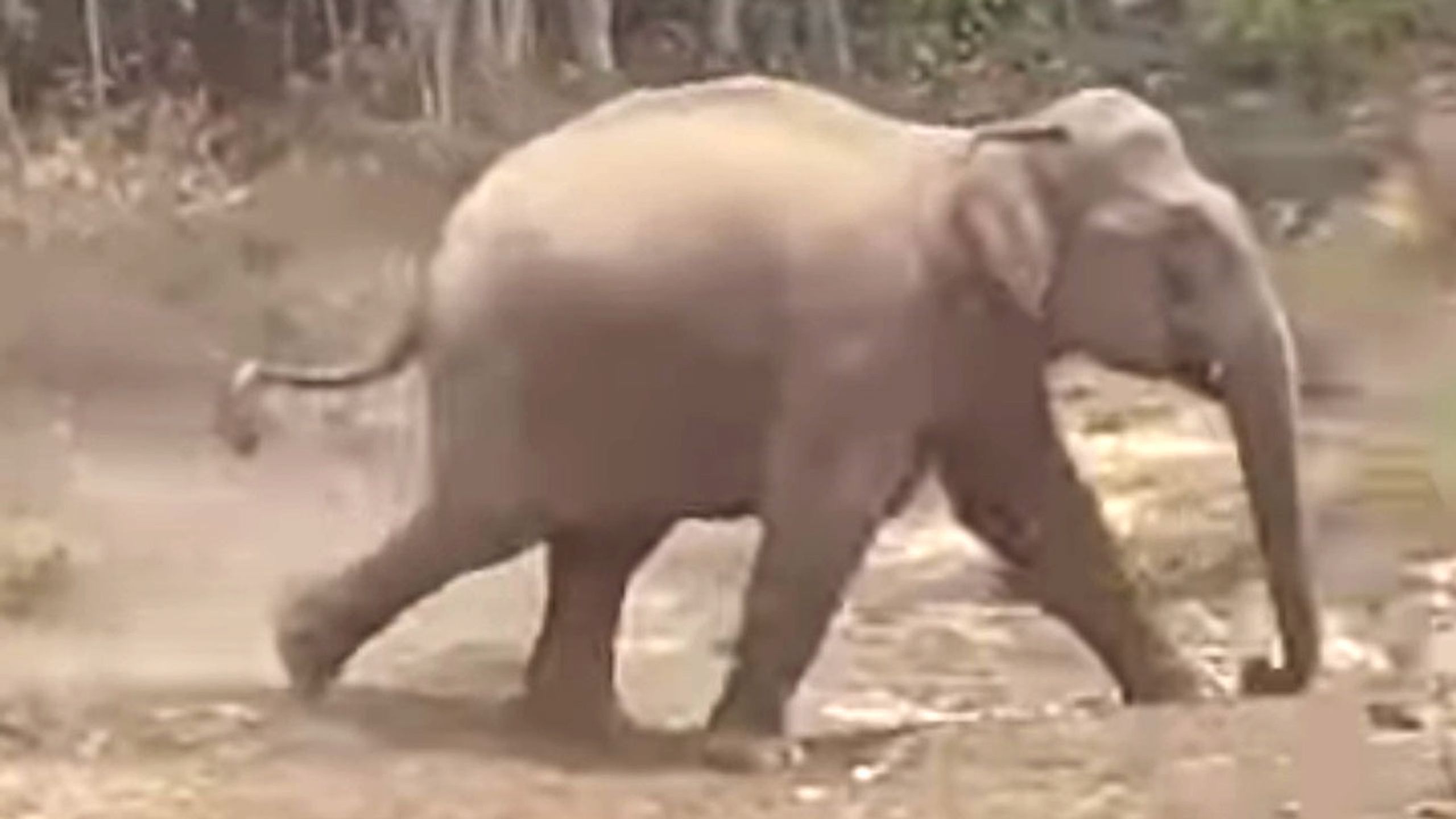 Wild elephants raid villages in Chakaria as farmers fear for ripe paddy