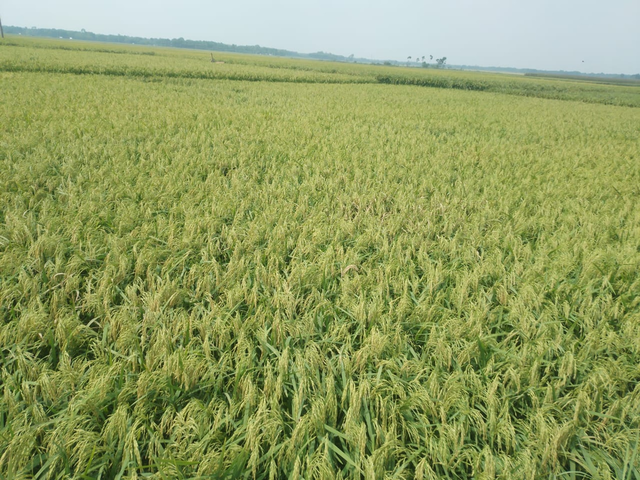 নেছারাবাদে ডিজেলের অভাবে সেচ কাজ ব্যাহত
