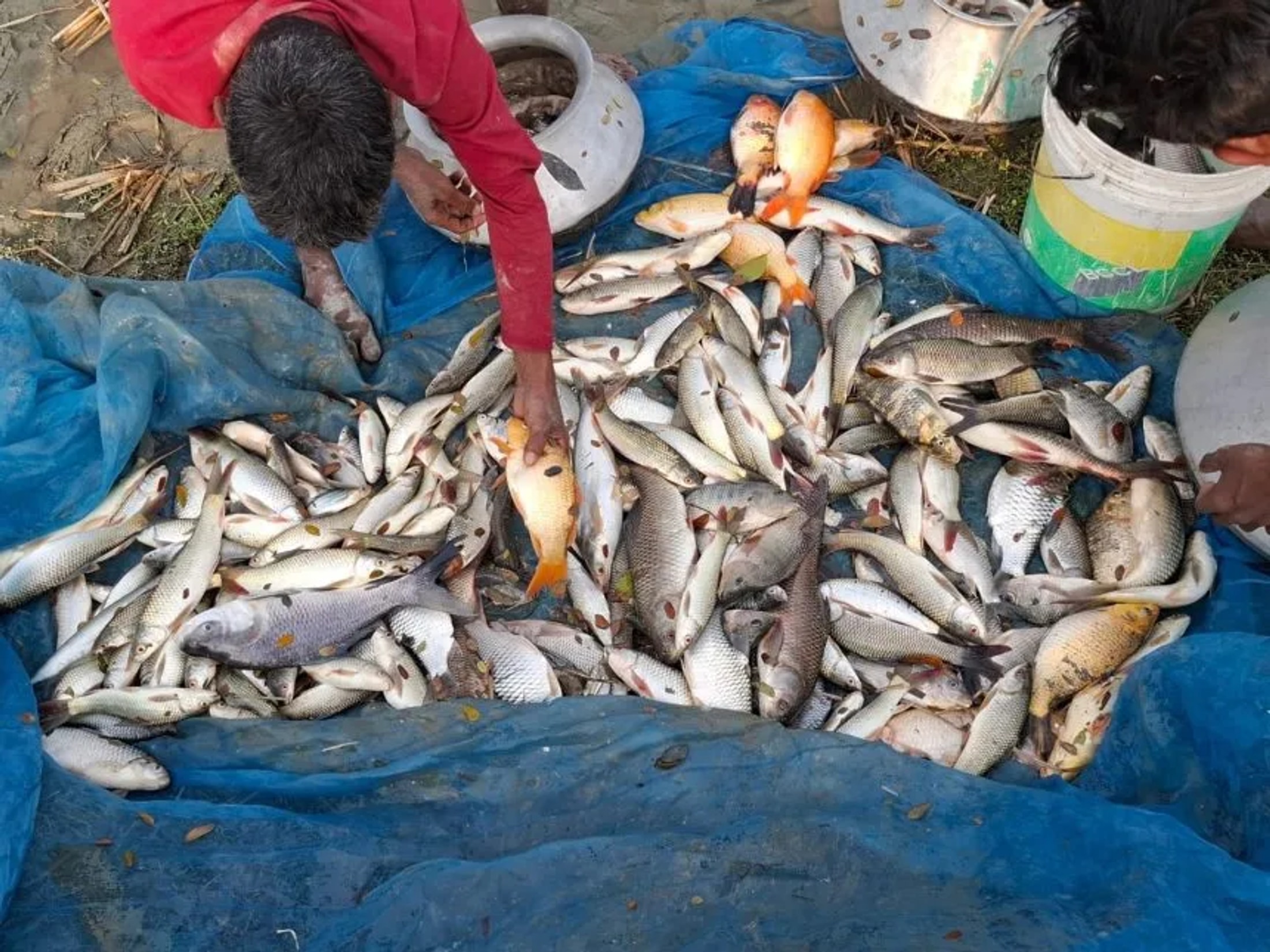 Woman farmer accuses attackers of poisoning fish worth Tk 600,000