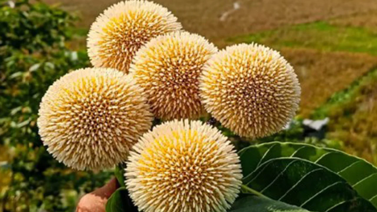 বর্ষার দূত