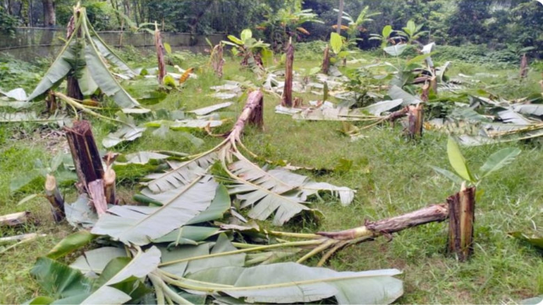 রাতের আঁধারে ৮০টি কলাগাছ কািটলো দুর্বৃত্তরা
