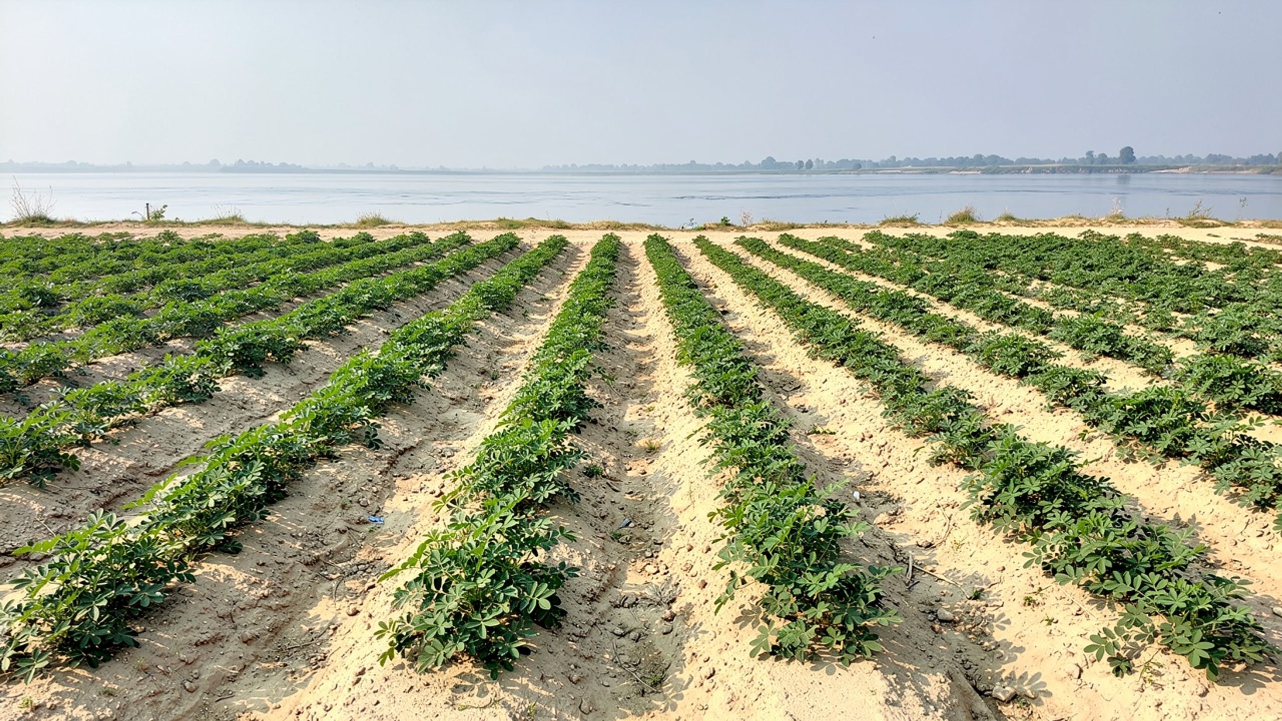 Illustration: peanut cultivation on a riverbank