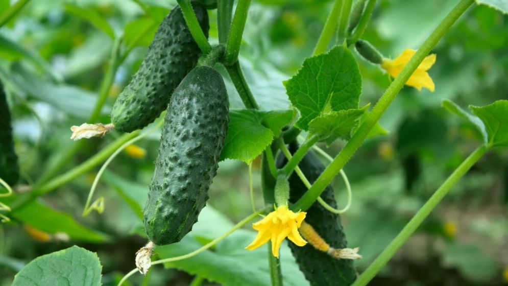 নিয়মিত শসা খাওয়ার যত উপকারিতা