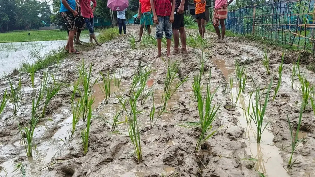 সড়কে ধানের চারা রোপণ করে সংস্কারের দাবি