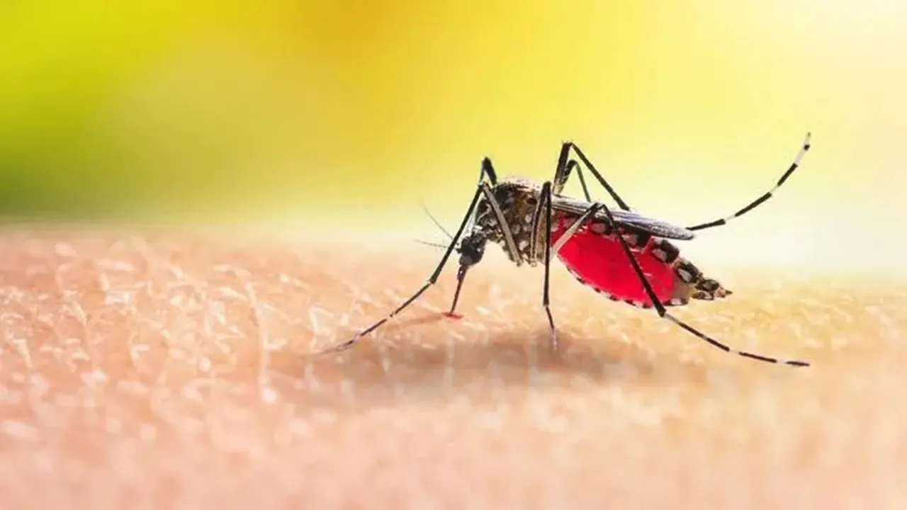 ডেঙ্গুতে একদিনে আরও ৩ জনের মৃত্যু