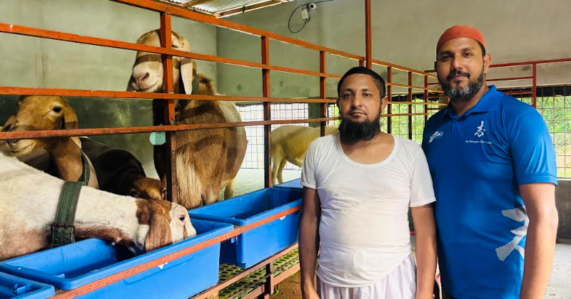 মরুভূমির দুম্বা কুষ্টিয়ার পক