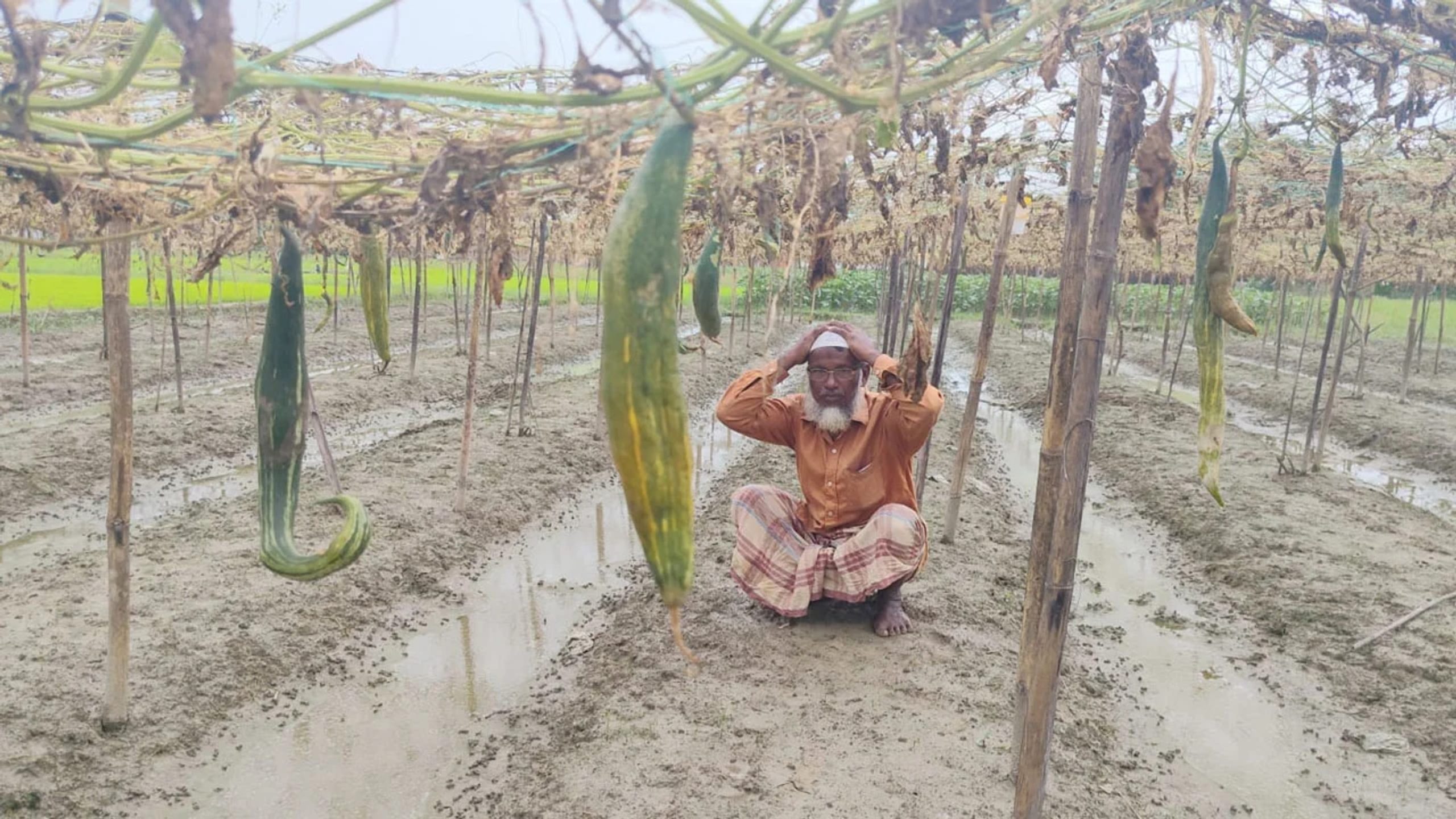 বন্যায় ভেসে গেল ফসল, দিশেহারা জসিম