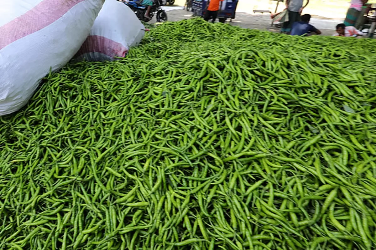 কাঁচা মরিচের কেজি ২০০ টাকা ছাড়াল