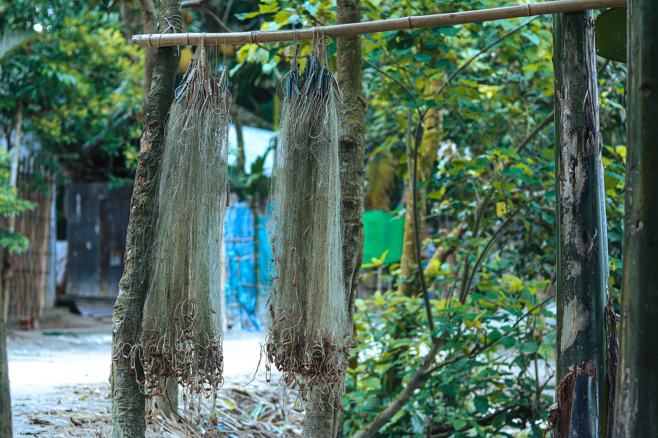 গ্রামের বাড়ির আঙিনায় বাঁশের আড়ায় ঝুলিয়ে শুকাতে দেওয়া দুটি নাইলনের মাছ ধরার জাল — প্রতীকী ছবি