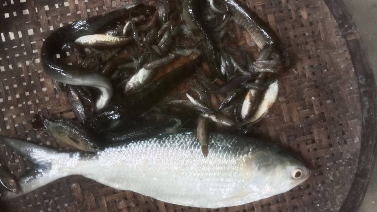 ময়মনসিংহে পুরাতন ব্রহ্মপুত্রে ঠেলা জালে ধরা পড়ল ইলিশ