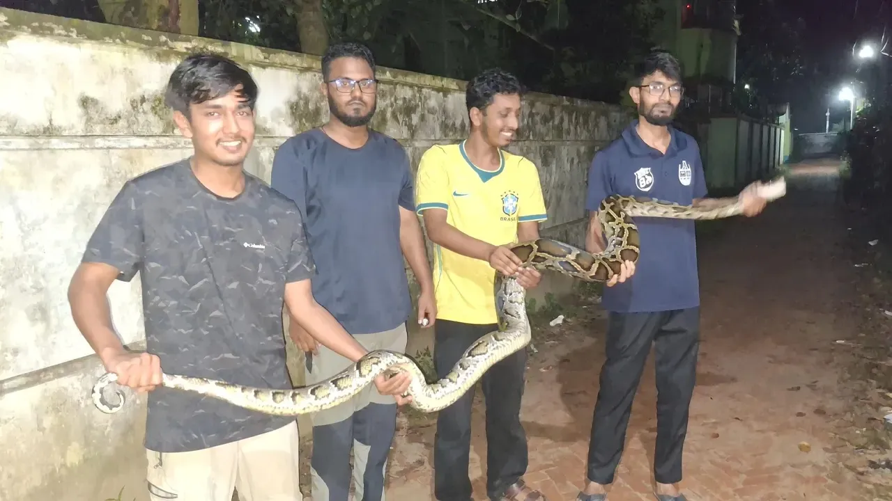 চবিতে ১২ ফুট লম্বা বার্মিজ অজগর উদ্ধার