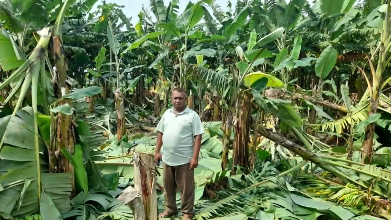 কৃষকের শতাধিক কলাগাছ কেটে ফেলল দুর্বৃত্তরা