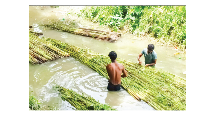 উন্নত মানের আঁশ ও ভালো দামের আশা কৃষকদের
