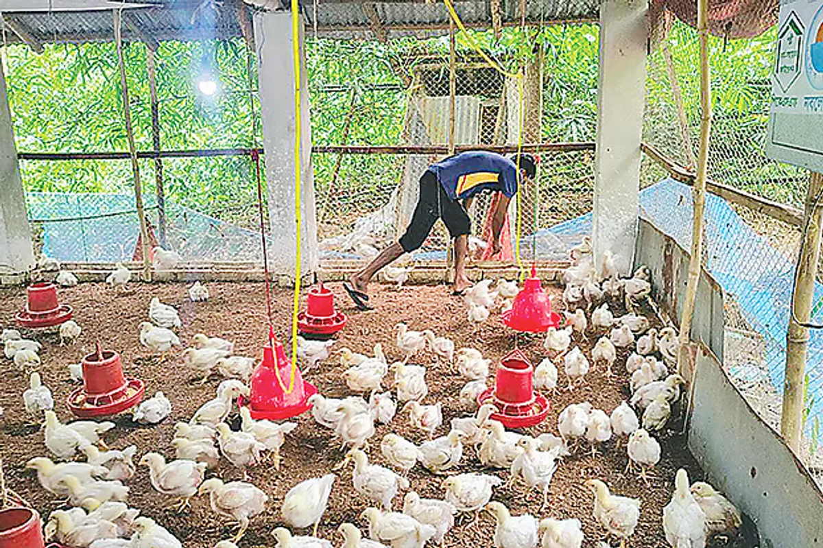 যশোরে মুরগির খামার: আইওটি প্রযুক্তি ব্যবহারে কমেছে উৎপাদন খরচ