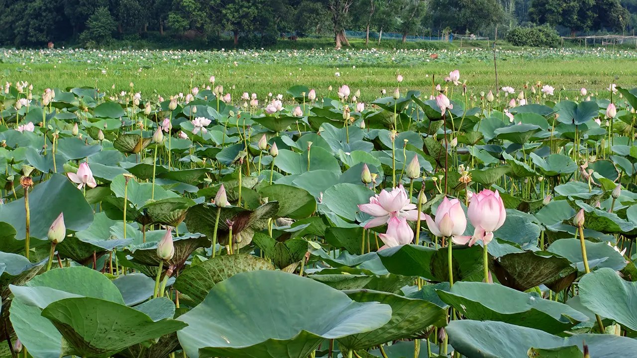 জলকন্যার বুকে গোলাপি আলপনা