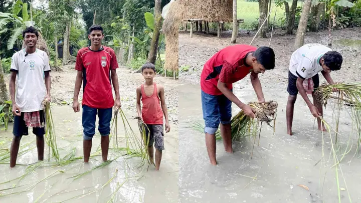 সড়ক যেন ধানের ক্ষেত! গর্তে ধানের চারা লাগিয়ে প্রতিবাদ