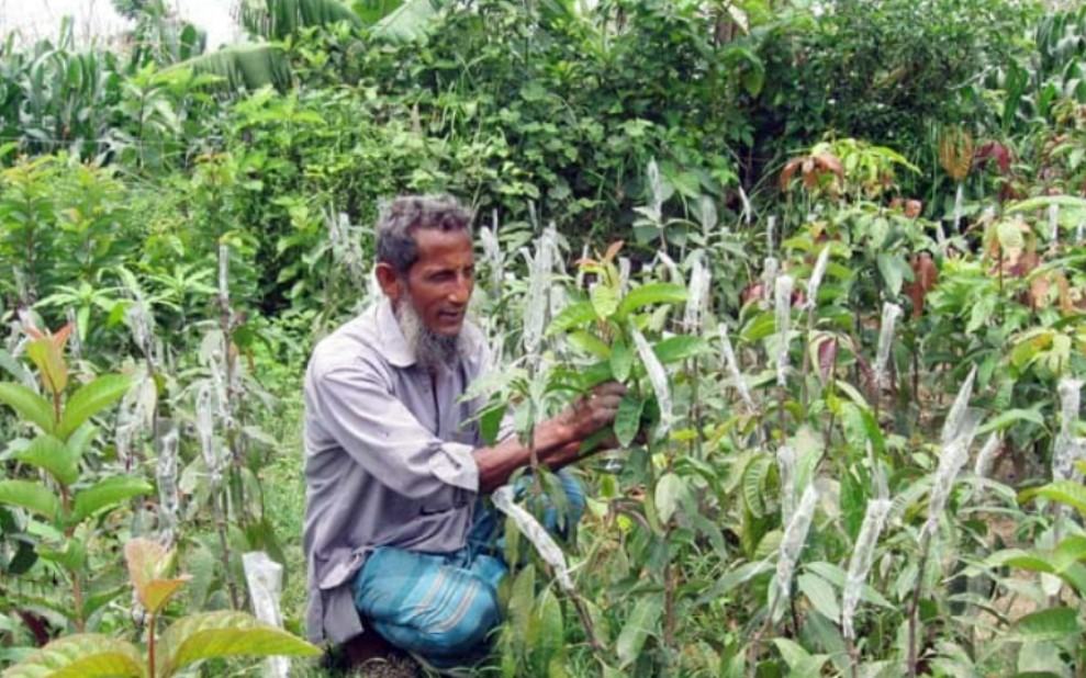 কুষ্টিয়ায় জনপ্রিয় হয়ে উঠেছে নার্সারী ব্যবসা