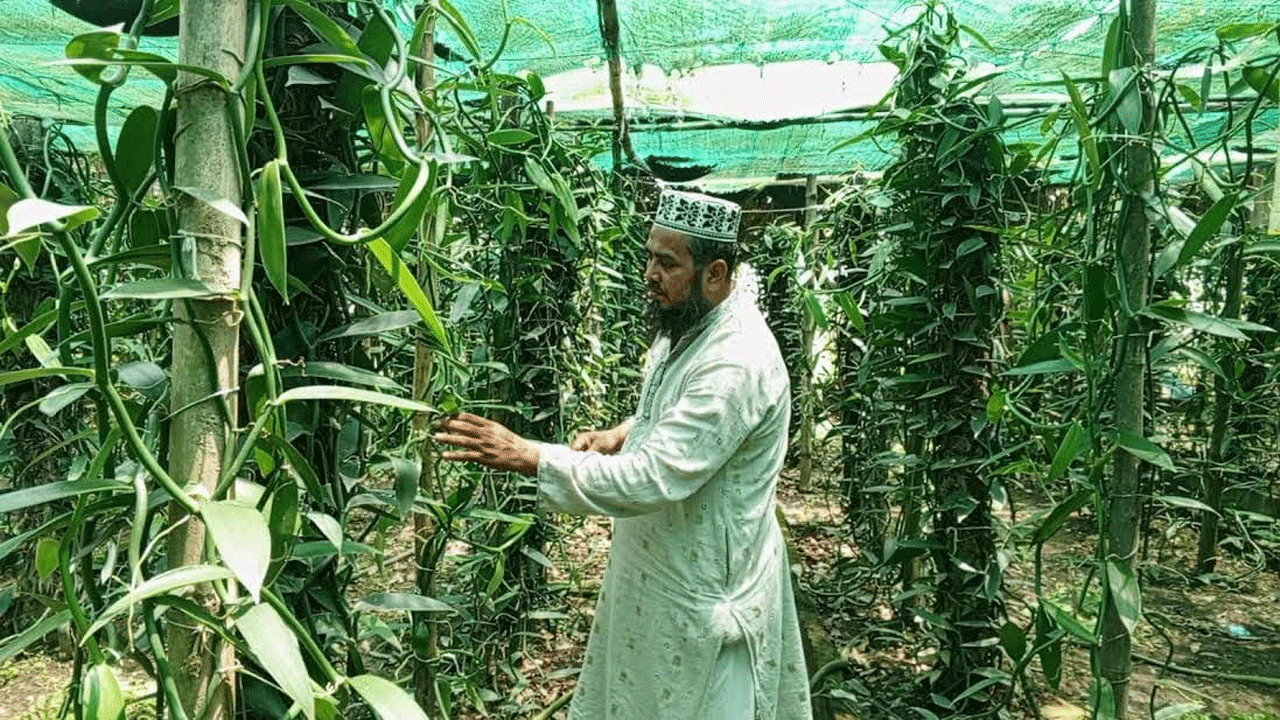 চুয়াডাঙ্গায় বাণিজ্যিকভাবে ভ্যানিলা চাষে আলোড়ন