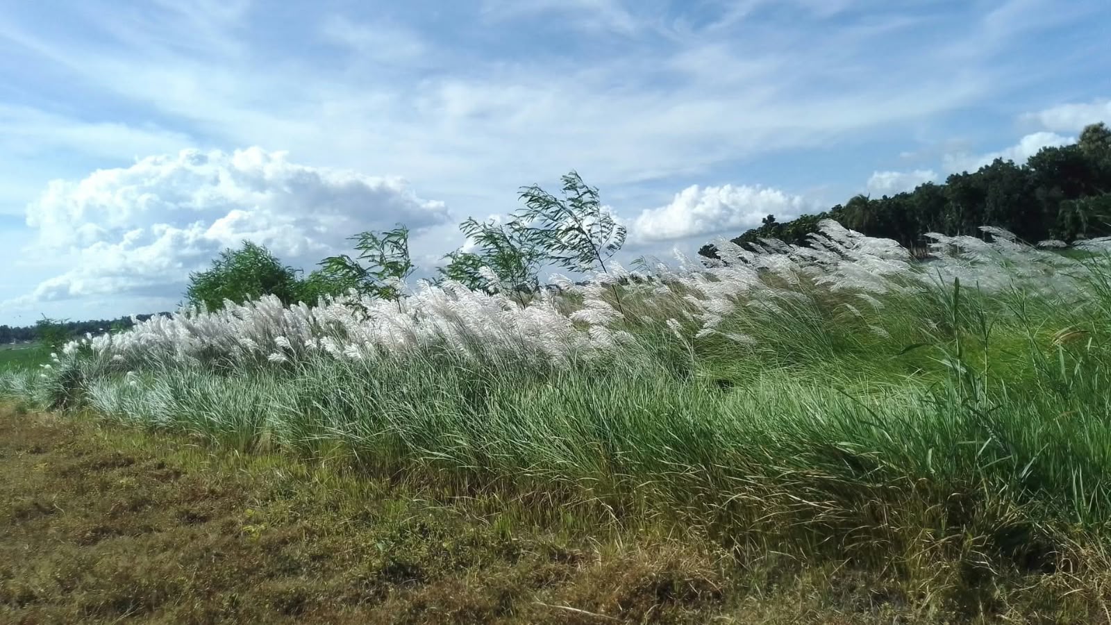 বর্ষার আঁচল ধরে শরতের আগমন