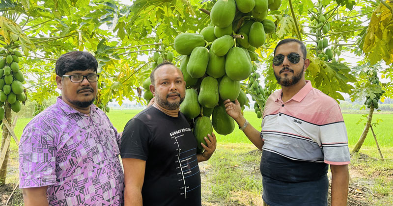 শাহী পেঁপেতে ভাগ্য বদল সাইদুরের
