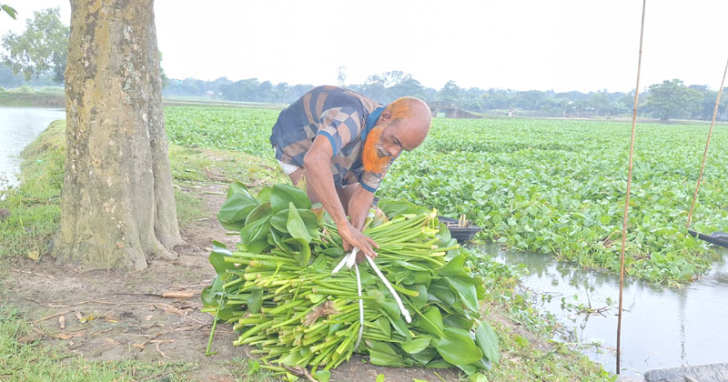 খড়ের সংকটে কচুরিপানাই ভরসা
