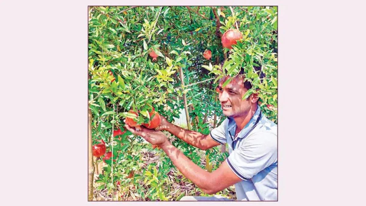 চারঘাটে কৃষির নতুন সম্ভাবনা