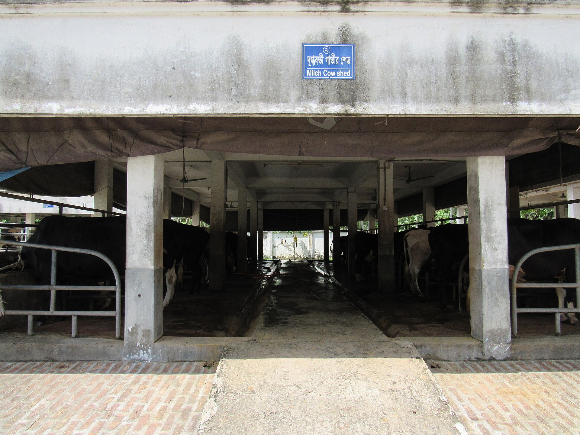 ডেইরি খামারে দুধেল গাভীর শেড (প্রতীকী ছবি)