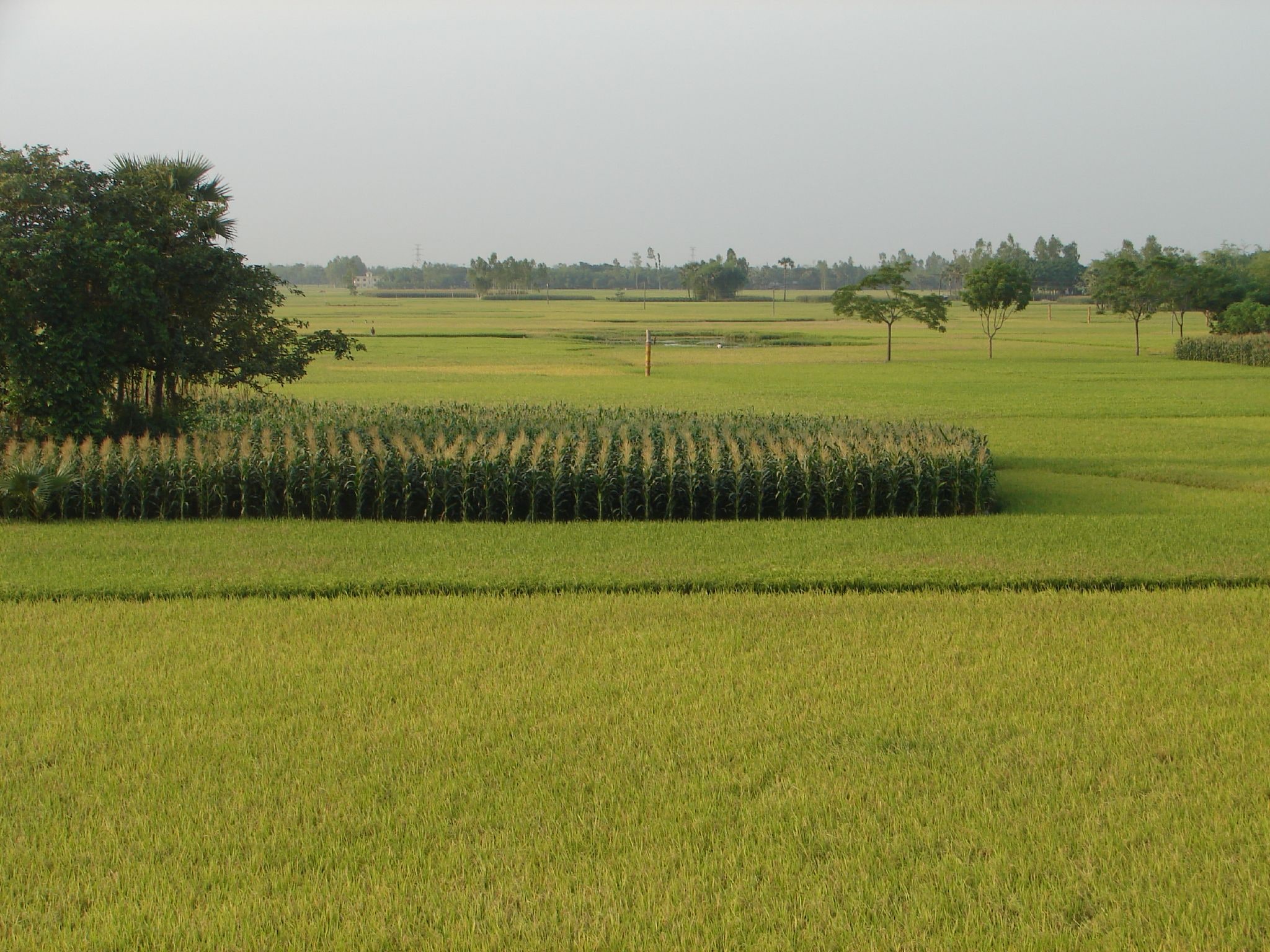 বগুড়ার সবুজ ফসলের মাঠ