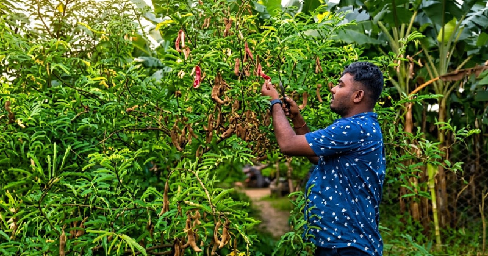 রক্ত তেঁতুলে বদলে যাচ্ছে সজলের ভাগ্য