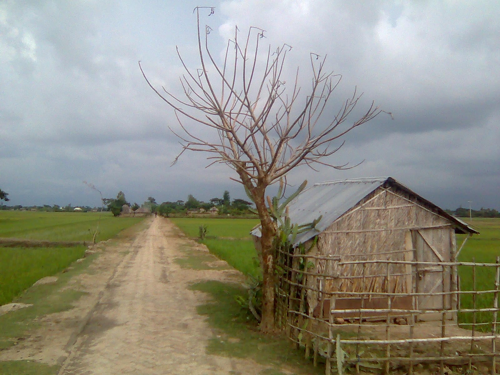 মেঠো পথের ধারে গ্রামের ঘর ও গাছ