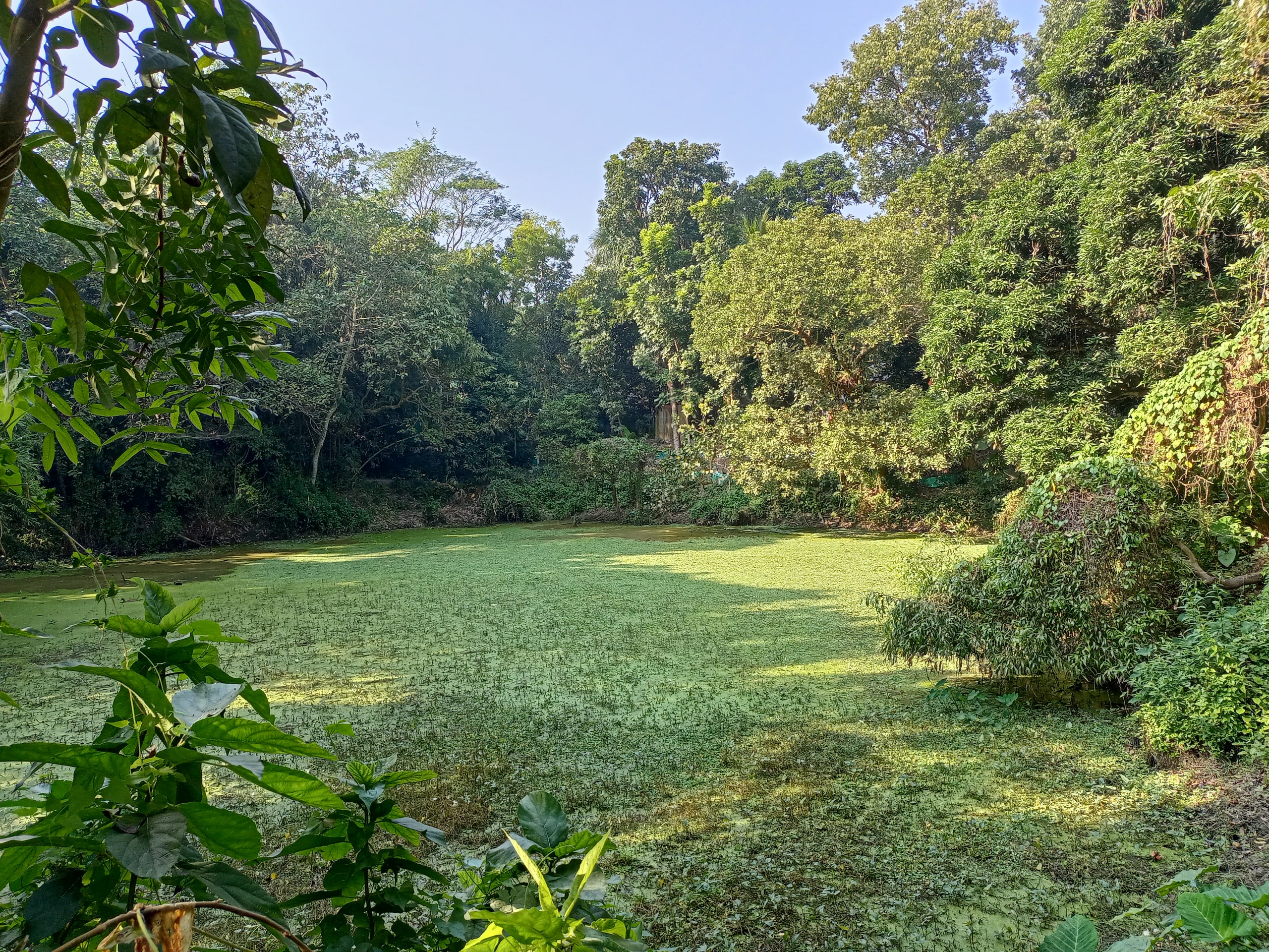 গাছপালায় ঘেরা গ্রামের পুকুর