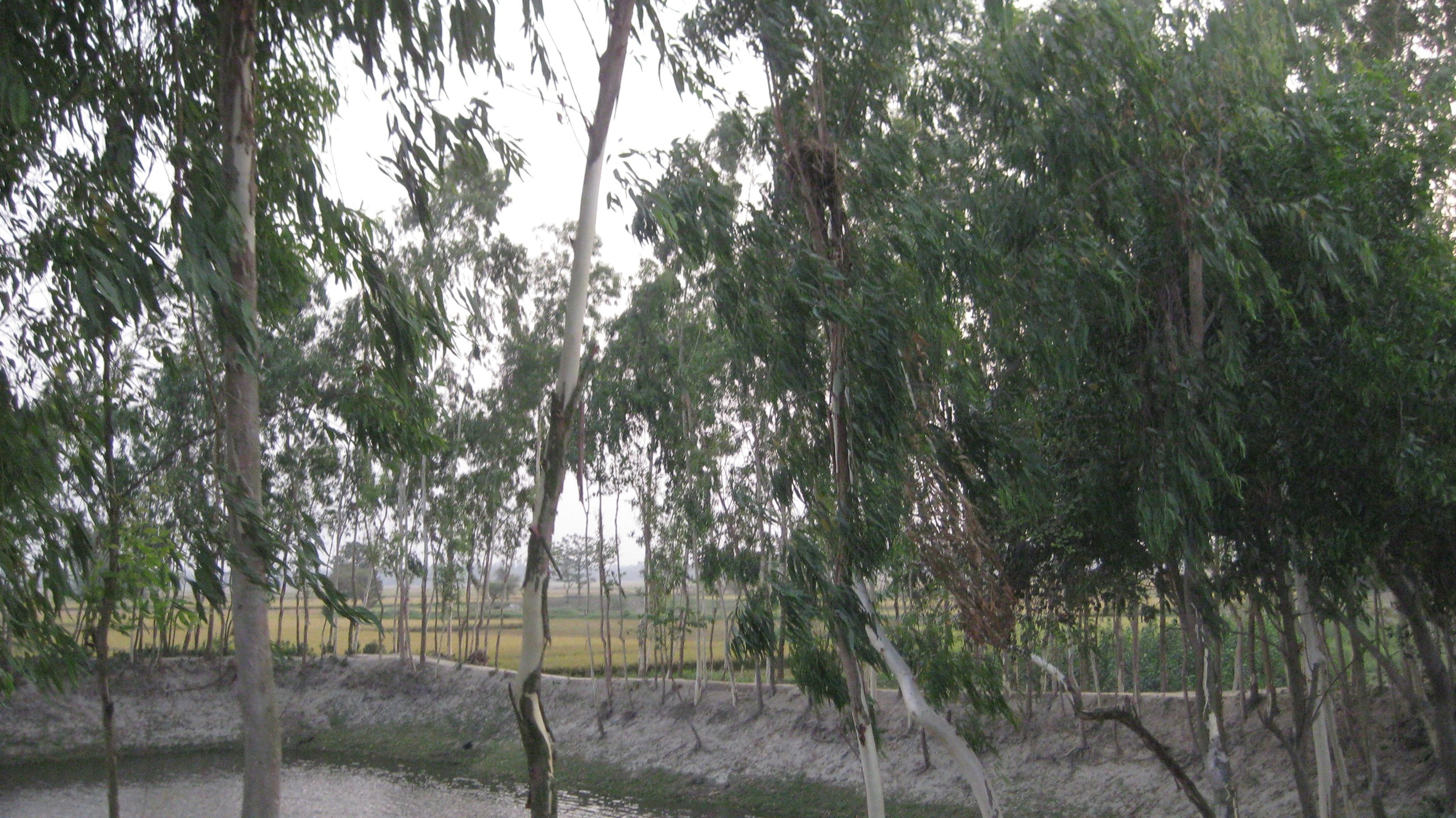 গাছপালায় ঘেরা গ্রামের পুকুর