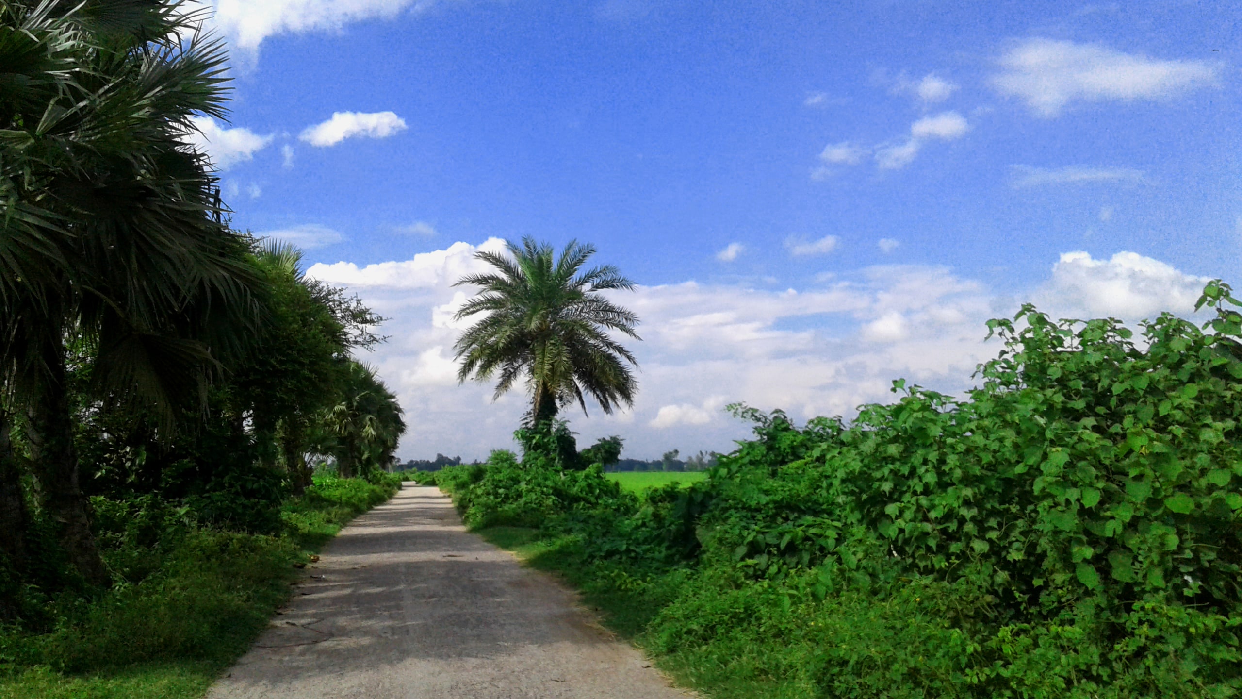 নোয়াখালীতে ট্রাকের ধাক্কায় বৃদ্ধার মৃত্যু
