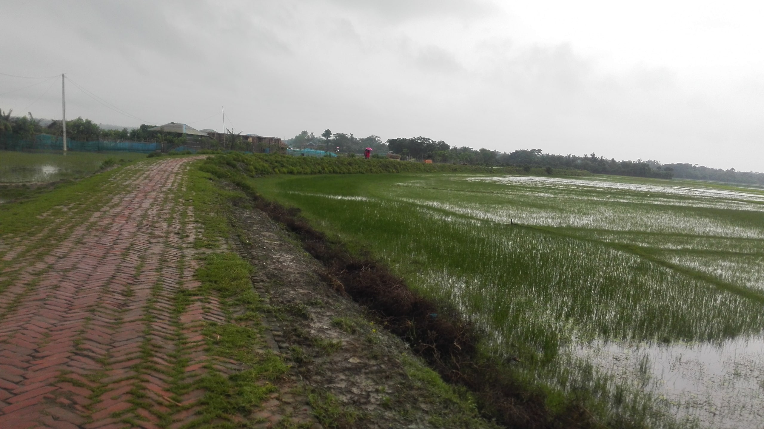 ধানখেতের পাশ দিয়ে যাওয়া গ্রামের সড়ক